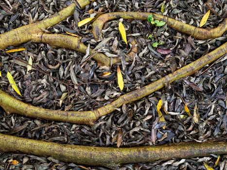 close up of surface tree roots