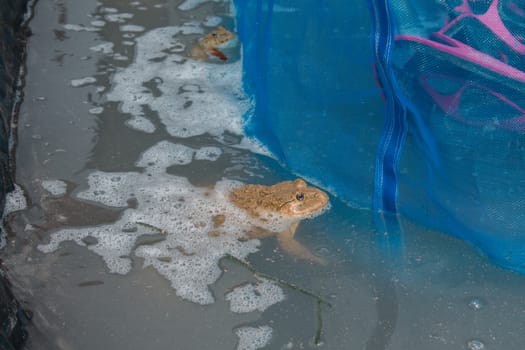 frog in pond