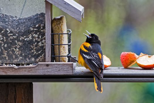 A male Baltimore Oriole at a feeder stocked with seeds, suet and apples.