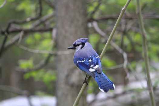 Bluejay perched on dead tree in early morning