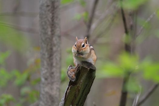 Chipmunk standing at end of dead tree in early morning