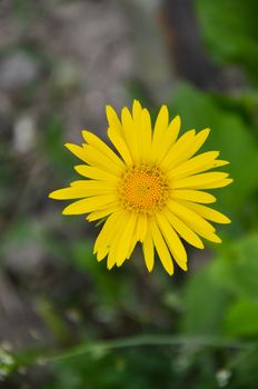 Doronicum yellow flower in the garden in spring, Ukraine