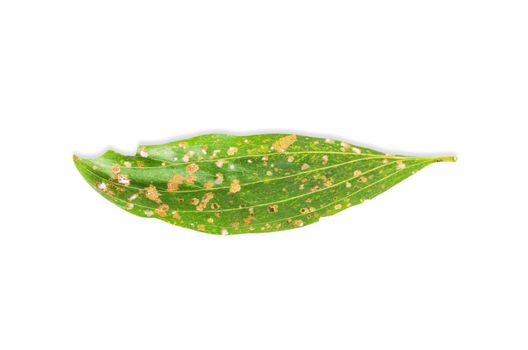 green  leaf full of holes isolated on white background