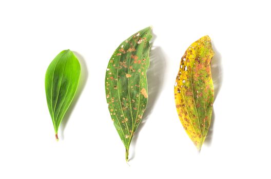 green and dry leaf full of holes isolated on white background