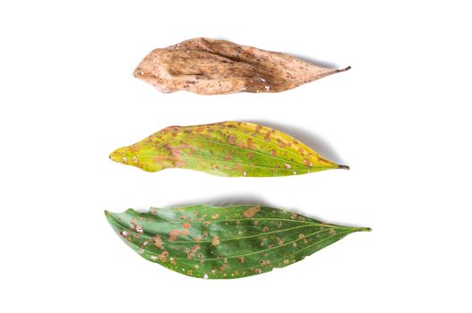 green and dry leaf full of holes isolated on white background