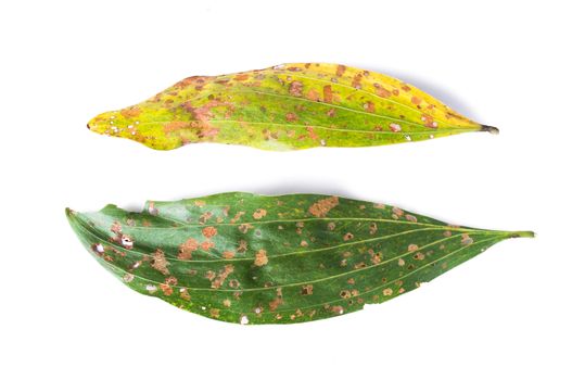 green and dry leaf full of holes isolated on white background