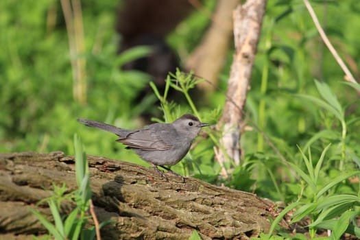 Gray Catbird perched on dead log in early morning sun