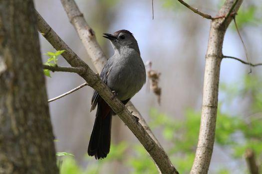 Gray Catbird perched on branch in early morning