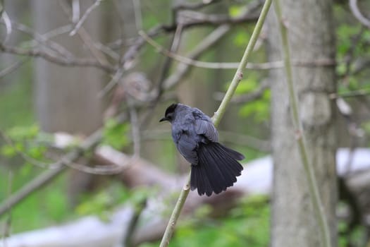 Gray Catbird perched on branch in early morning