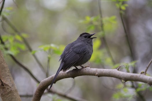 Gray Catbird perched on branch in early morning