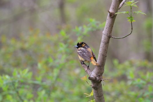 Northern Oriole young male perched on branch in early morning sun