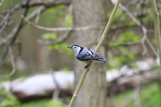 White-breasted Nuthatch perched on branch in morning