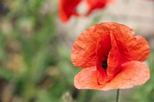 big red poppy on the field . photo