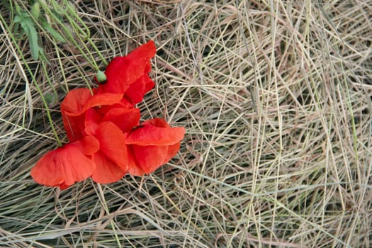 big red poppy on the hay. photo