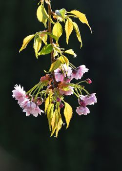 Branch of fresh pink cherry blossom flowers with new buds and young leaves in back light over background of dark green