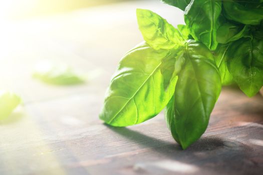 Fresh organic basil leaves on a wooden table