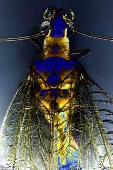 Micro Photo of a Lacewing