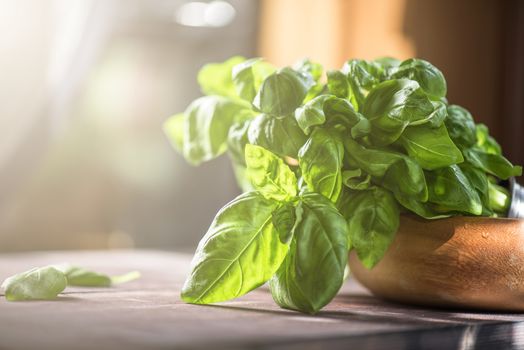 Fresh organic basil leaves on a wooden table