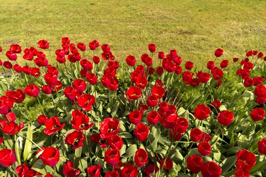 Tulips in the Garden