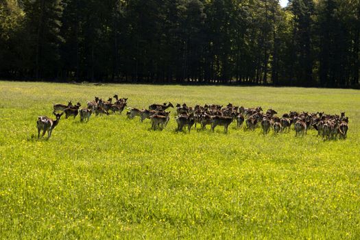 Deers in the Altmuehtal in Germany