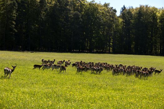 Deers in the Altmuehtal in Germany