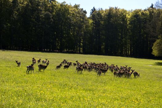 Deers in the Altmuehtal in Germany