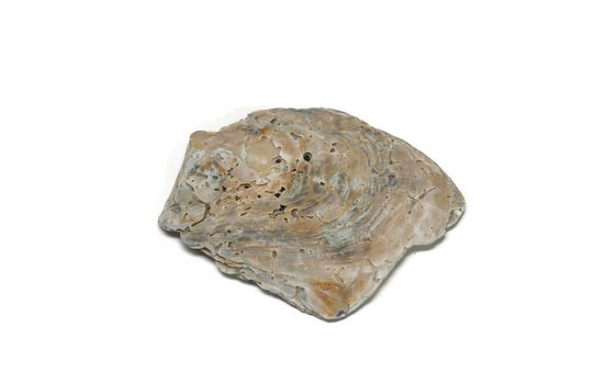 Oysters isolated on white background sea.