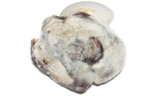 Oysters isolated on white background sea.