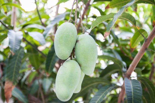 Close up of mangoes on a mango tree.