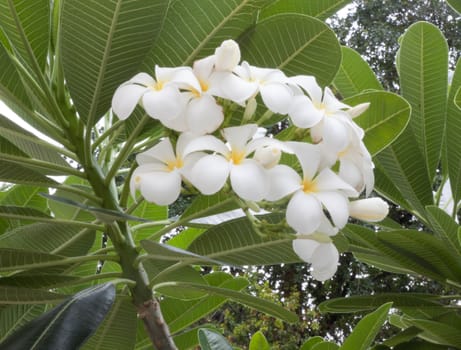 Plumeria (frangipani) flowers on tree in a sunny day.