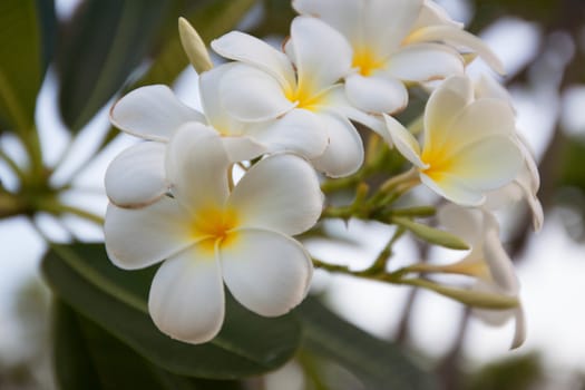 white frangipani(Plumeria ) flowers with leaves in background