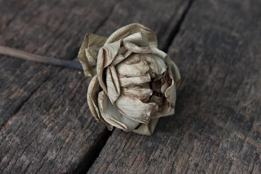 Dried lotus and Old Beautiful petals fold