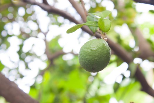 Fresh Kaffir Lime (bergamot) on tree
