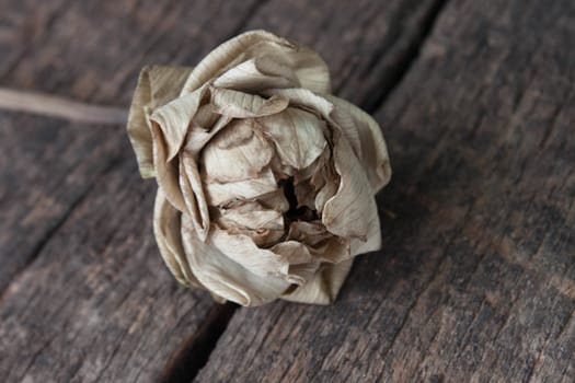 Dried lotus and Old Beautiful petals fold