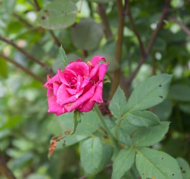 pink blooming rose with beautiful green back ground