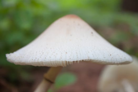 White mushrooms in the forest