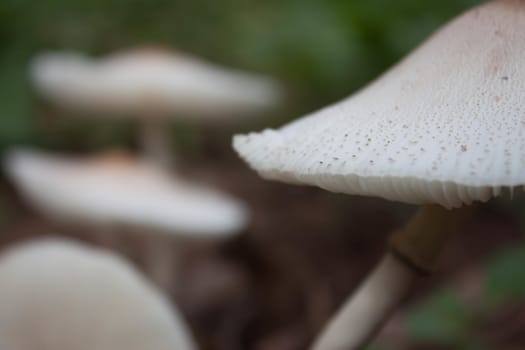 White mushrooms in the wild in Thailand.