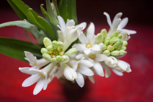 Jasmine petals, long black background.