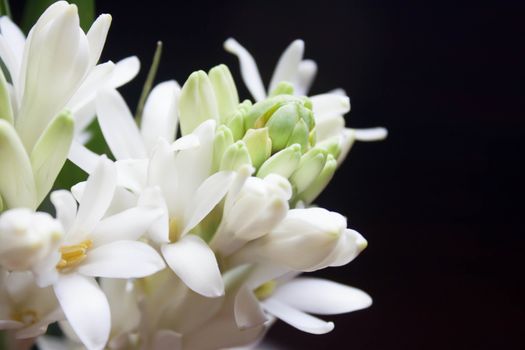 Jasmine petals, long black background.