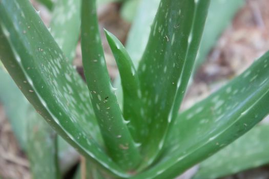 Aloe vera plant in pot