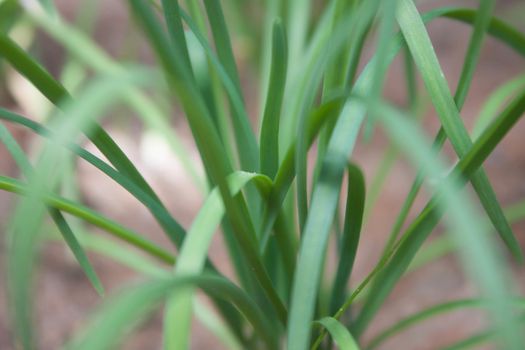 blade
Onions grown in pots