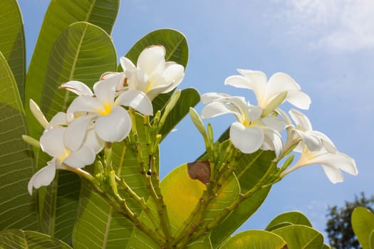 Plumeria (frangipani) flowers on tree