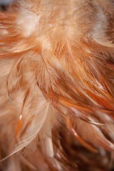 The combined feather tufts.