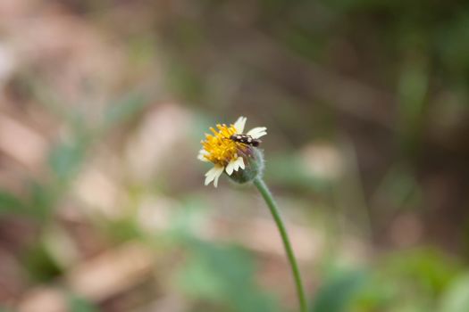 Closeup of daisy flowers beside a small insect swarm Gaysorn flowers.