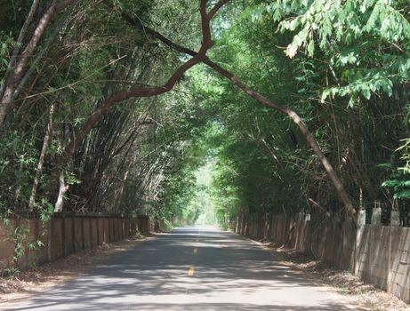 The road is a tree tunnel