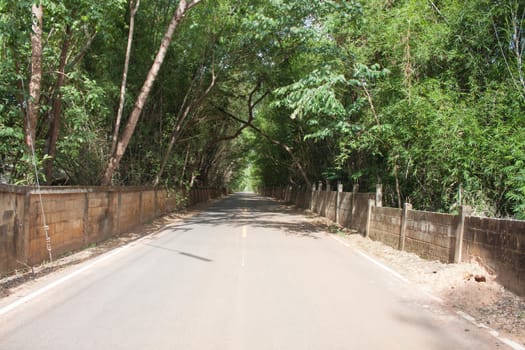 The road is a tree tunnel