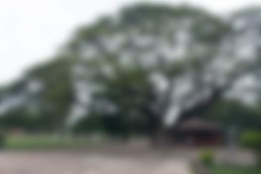 Twig trees blurred background