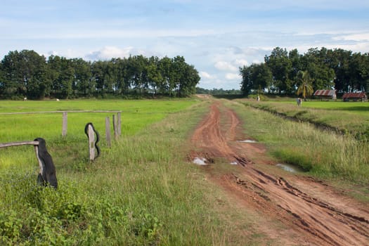 cornfield
With cattle and Bright sky view