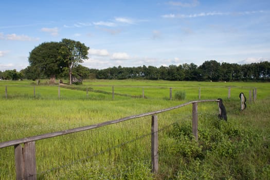 cornfield
With cattle and Bright sky view