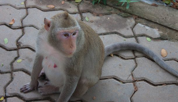 Long-tailed macaques in the park